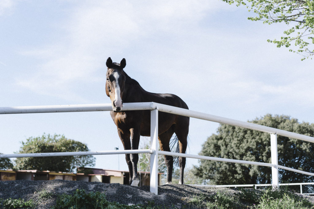 Oui Oui-caballos de guadalajara-marta machin (57)